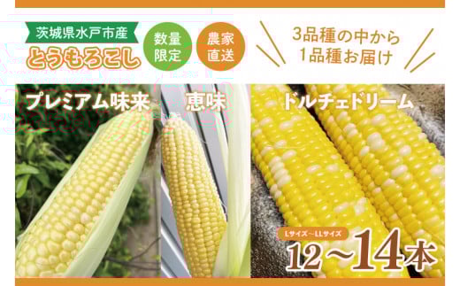 【数量限定】【６月下旬より発送 】とうもろこし 12～14本【恵味 ドルチェドリーム プレミアム味来 とうもろこし  茨城県 水戸市産 農家直送 】（GR-4）