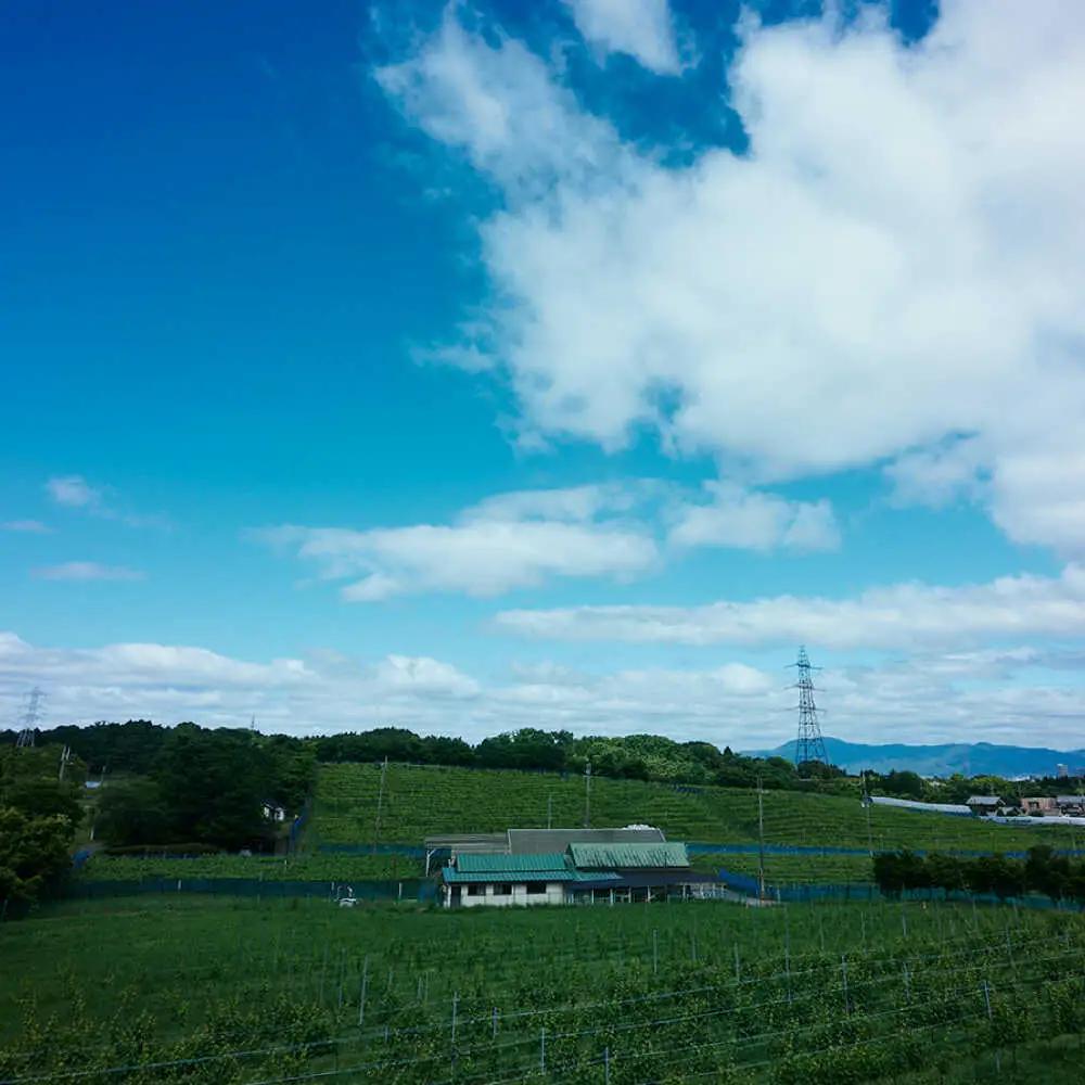 ワイン・ブランデー・梅酒セット BIAC010 梅酒