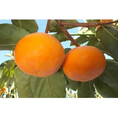 ふるさと納税 米子市 鳥取県産柿「輝太郎柿」きたろうかき　3kg