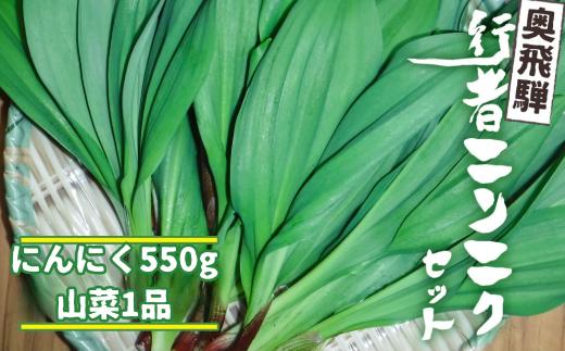 《先行予約》選べる内容量 奥飛騨産とれたて新鮮 生行者ニンニク 550g , 山菜1品 行者ニンニク 行者にんにく 醤油漬け 【4月下旬～5月上旬発送】[Q654xch] 10000円 1万円