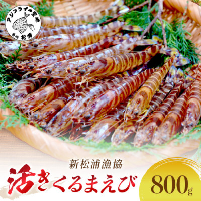 新松浦漁協  活きくるまえび　800g【配送不可地域：離島・北海道・沖縄・東北】【1147715】