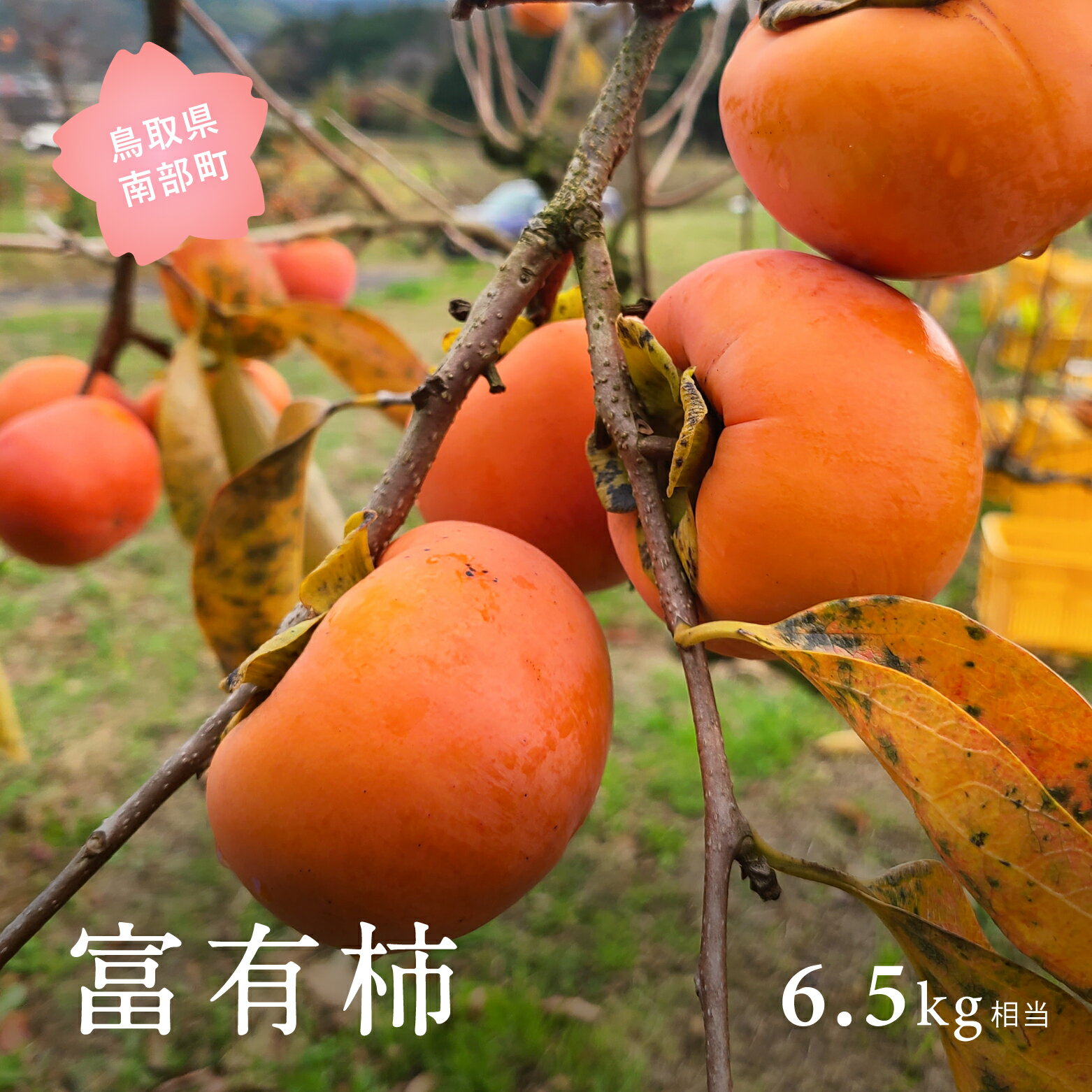 【ふるさと納税】富有柿（6.5kg箱）2026年11月出荷予定＜数量限定＞ 柿 かき カキ フルーツ 鳥取県南部町 【先行予約】