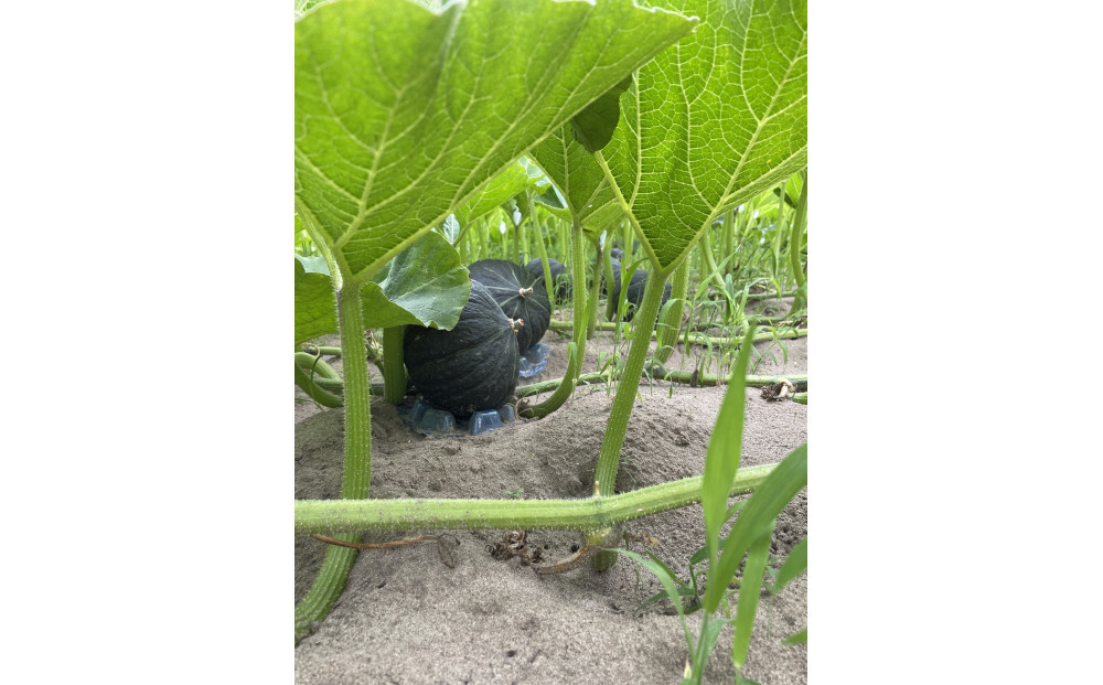 特別なかぼちゃ ikkaプレミアムペースト冷凍