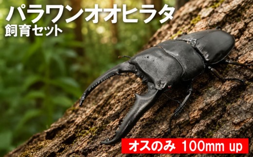 【数量限定】 パラワンオオヒラタ 飼育セット オスのみ 100ミリ up クワガタ クワガタムシ カブトムシ 昆虫 虫 国産 飼育 セット 夏休み 自由研究 ふるさと納税 茨城県 鹿嶋市 Kabukuwashop