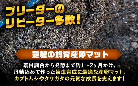 カブトムシ クワガタ 幼虫飼育産卵マット 愛西市 / 艶麗[AEDD005]