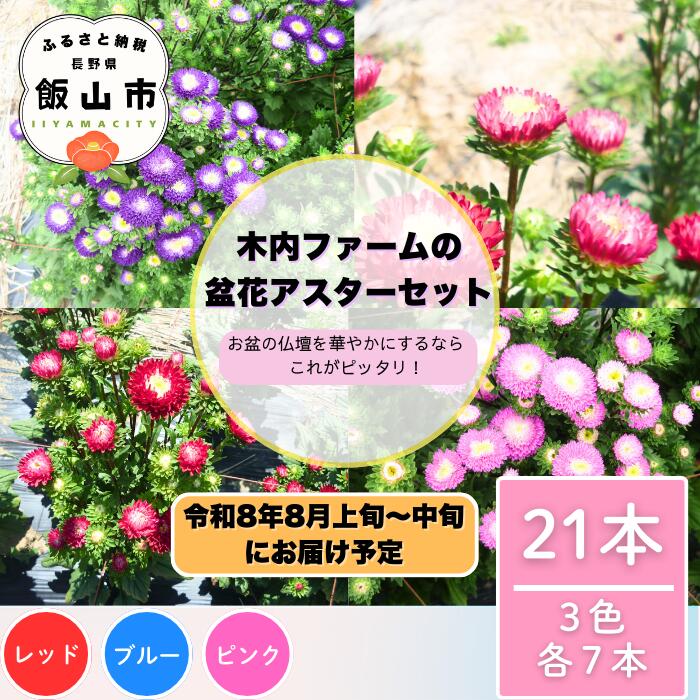 【ふるさと納税】《先行予約》＼ アスターで飾る、夏の華やかな時間 ／ 木内ファームの盆花アスター21本セット＜出荷開始：2026年8月上旬〜＞【 長野県 飯山市 花 フラワー美しい アスター あずみシリーズ 盆花 アレジメント プレゼント】(ca-004)