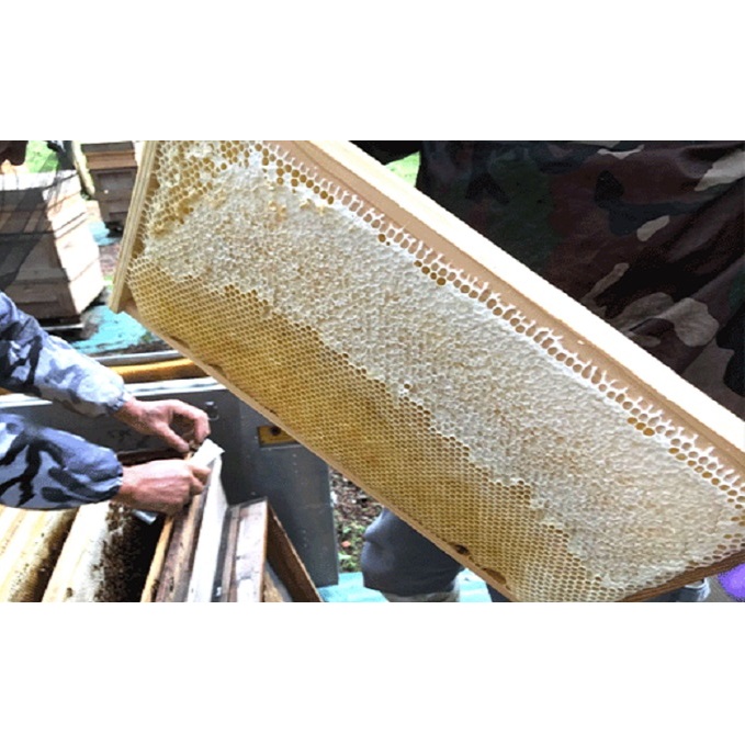 国産 生産直送 春日養蜂場のはちみつ1kg2本セット（武将シリーズ井伊・福島）_イメージ4