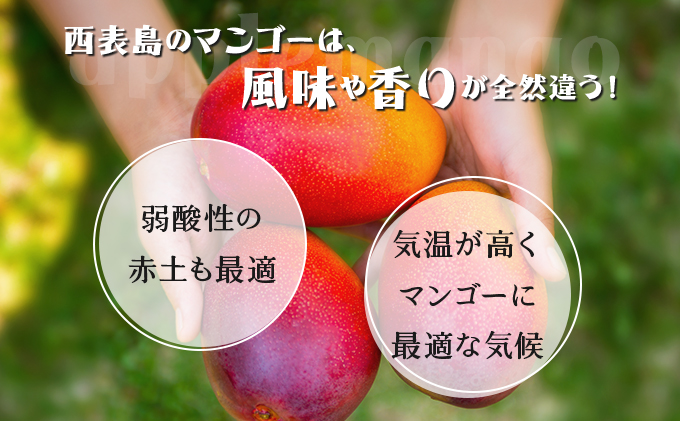 2024年 先行予約 パイン マンゴー セット トロピカルフルーツセット ますみ農園 果物