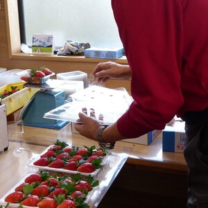 【2026年4月発送】甘～い！いちご やよいひめ 3箱(1箱：12粒～15粒入り)｜いちご イチゴ 苺 ストロベリー やよいひめ 果物 くだもの フルーツ 先行予約 茨城県 行方市(V-4)