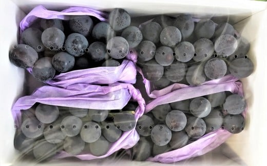 種無しぶどう（ピオーネ）２ｋｇ　0020-2614