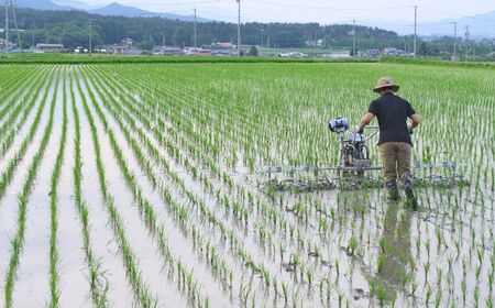 【令和7年度産】コシヒカリ 慣行栽培米 5kg | 茅野農園