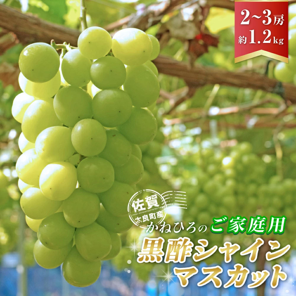 【ふるさと納税】 かねひろの「黒酢シャインマスカット（ご家庭用）」2〜3房（約1.2kg） 【2026年9月上旬～9月下旬発送予定】 ブドウ ぶどう 葡萄 果物 フルーツ 産地直送 ギフト 贈答 プレゼント NB26x1