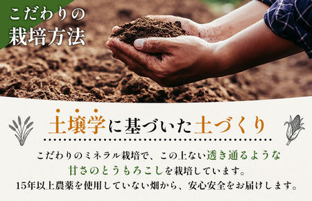 【2026年度発送分】上原農場直送 有機栽培とうもろこし (サニーショコラ) 約10kg 約20本前後【6602001】