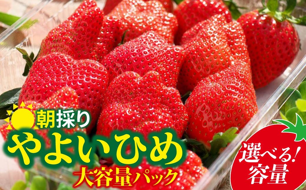 
                  いちご やよいひめ 500gパック 選べる容量 | コク 甘み 朝採れ やよいひめ 大粒 甘み 酸味 バランス 贈答用 新鮮 完熟 いちご 旬 苺 ストロベリー 産地直送 果汁 甘い あまい 人気 高評価 美容 健康 旨味 高糖度 ごほうび 群馬県 前橋市
                