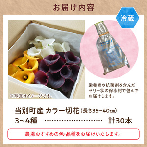カラー 切花 30本（3～4品種）四季農場《7月上旬-10月中旬頃出荷》北海道 当別町 花 お花 はな カラー 切り花 冷蔵便 北海道産 当別町産 インテリア