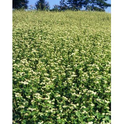 ふるさと納税 長野市 謹製 信州戸隠そば詰合せ(200g×10袋) |  | 03