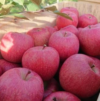 サンふじ 贈答品 約3kg(8～12個)【配送不可地域：離島・沖縄県】