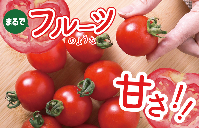 こだわり ミニトマト 4パック 合計 約1kg【選手権 金賞受賞 日本野菜ソムリエ協会 新鮮 野菜 泉佐野産 とまと やさい 高評価 数量限定】 099H2506