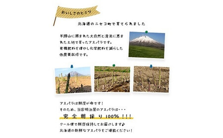 ＜早期予約・数量限定＞北海道ニセコ町 アスパラMサイズ1kg【2026年産】【3200101】
