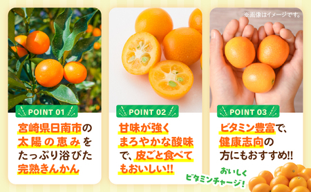 完熟きんかん 計2kg 期間限定 数量限定_BAV9-25