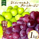 【ふるさと納税】【2025年先行予約】 ちのふぁーむ シャインマスカットとクイーンルージュ®のコラボ1kg | 果物 ぶどう 葡萄 シャインマスカット クイーンルージュ フルーツ 果物 デザート 食後 おやつ 果汁 皮ごと ジューシー 日本産 国産 産地直送 長野県松川村 信州