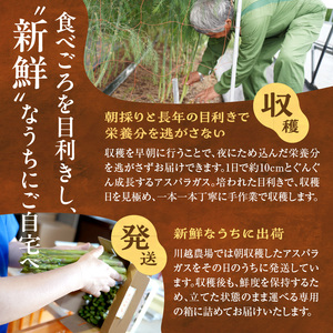 《2026年発送》グリーンアスパラガス 500g | 北海道産 やま旨 極太
