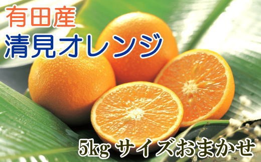 【産直】有田産清見オレンジ約5kg（サイズおまかせ・秀品）※2027年3月上旬～2027年3月下旬頃発送予定 / みかん 柑橘 オレンジ 和歌山 清美【tec866A】