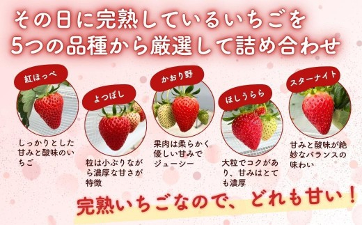 【３回定期便・２０２７年1月発送】完熟・朝摘みいちご 贈答用 400g｜糖度12度以上・専用個包装 M-FI-B08A 【3回定期便】贈答用400g/寄附金額31,000円