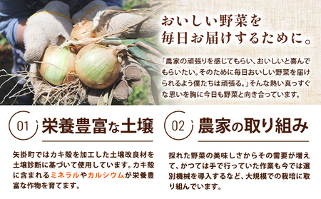 矢掛町産 訳あり 玉ねぎ 約2kg 《5月末～7月中旬頃に出荷予定》 約 2kg 野菜 岡山県 矢掛町 たまねぎ 大きさ不揃い 訳ありたまねぎ