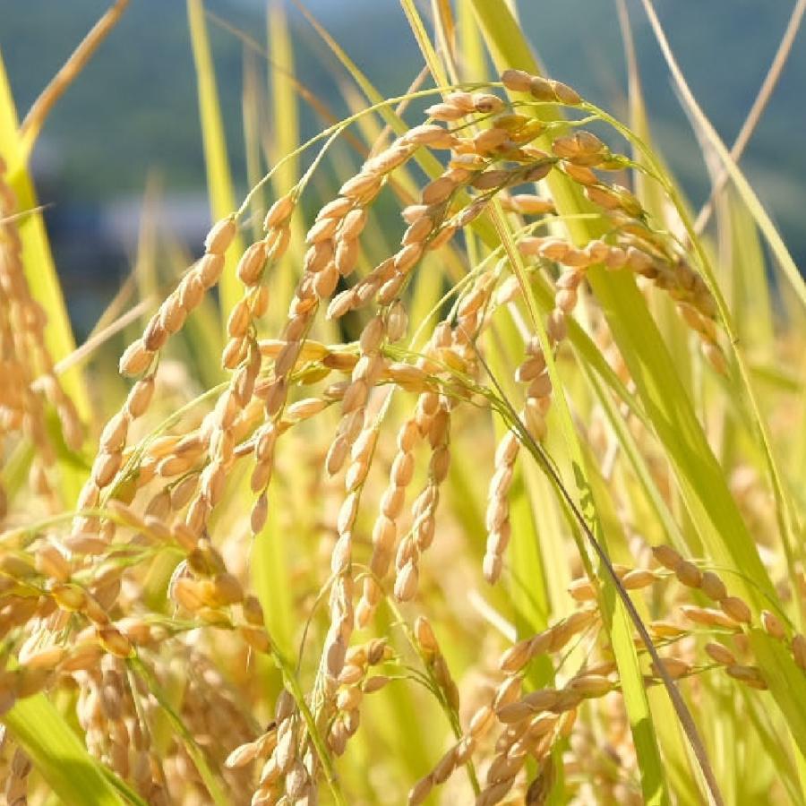 ふるさと納税 白馬村 【毎月定期便】【2ヶ月連続お届け】長野県白馬村産ミルキークイーン 精米 5kg全2回 |  | 01
