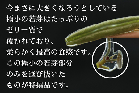 特選生じゅんさい1.5kg ゆずタレ6個 《冷蔵》（2024年5月中旬頃〜7月下旬順次発送予定） 令和6年産 2024年産 先行受付  秋田県産 三種町産