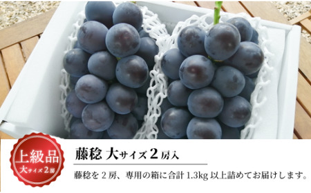 【きよとうファーム】大粒の藤稔 特大２房/計1.3kg~ (岡山県産) / ぶどう ブドウ 葡萄 先行予約 フルーツ 果物 真庭市 フルーツ王国 きよとう果樹園【KF-B056-02】