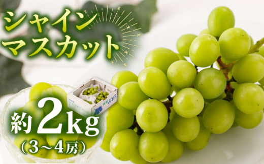 シャインマスカット 約2kg（3～4房）【先行予約 8月中旬発送開始】期間限定 ますかっと シャインマスカット しゃいんますかっと 果物 くだもの 佐賀県 武雄市 /菓子工房ピュアハート [UDF002]