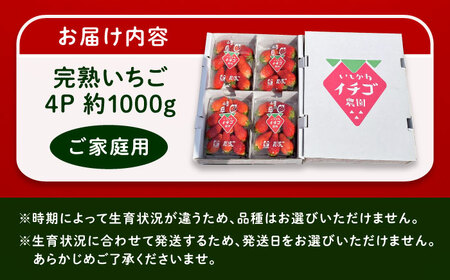 【先行予約】【2026年1月上旬から2026年3月上旬に順次発送】石川農園 完熟いちご 4パック入り(ご家庭用) 産地直送 イチゴ 苺 フルーツ 恵那市 / クリエイティブファーマーズ [AUAH02