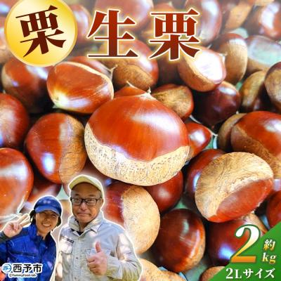 ふるさと納税 西予市 生栗 2Lサイズ(2kg)産地直送 大きい 甘い 生栗 城川ファクトリー