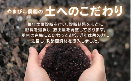 【先行予約】和梨 3kg (3L～5Lサイズ) 6~8玉入り【豊水梨】坂井北部丘陵地でたっぷり潮風を浴びて育ったやまびこ農園の和梨 【2026年9月上旬～9月下旬発送】 【梨 なし フルーツ 甘い みずみずしい 果実 果物 新鮮 お土産 贈り物 旬の果物 産地直送】 [A-21901_02]
