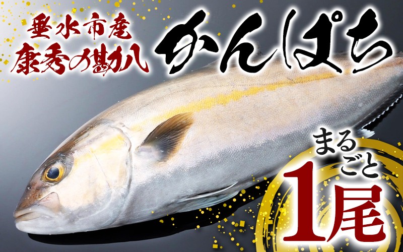 
            C3-7703／康秀の勘八 まるごと 1尾（内臓処理なし・3.5kg前後）
          