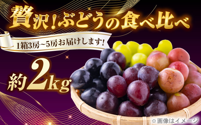 ＜赤秀＞ 種無しぶどう 食べ比べ セット 3～5房 2kg ／ ぶどう ブドウ 葡萄 果物 フルーツ 国産 産地直送 農家直送 愛媛県 内子町産【藤友巨峰園】 [BKCI001]