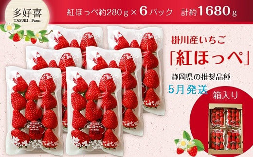 ６３８８　掛川産苺 紅ほっぺ 280ｇ×６Ｐ 計1,680ｇ 5月からの発送 受付順に順次発送 多好喜(たすき)