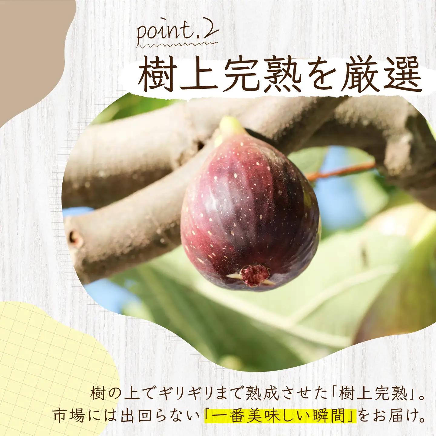 ＼申込期限は8月31日まで／【2回定期便】 完熟いちじく9-12玉（サイズおまかせ）『9月・10月お届け』/ tete.[ANJZ002]