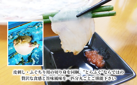 【千葉県産】天然とらふぐ2匹盛り合わせ　刺盛り・ちり鍋・唐揚げセット 魚貝類 フグ 