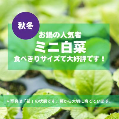 ふるさと納税 南丹市 【京都丹波より旬をお届け】朝採れお任せ季節の京野菜4〜6種類セット〜農家直送〜 |  | 02