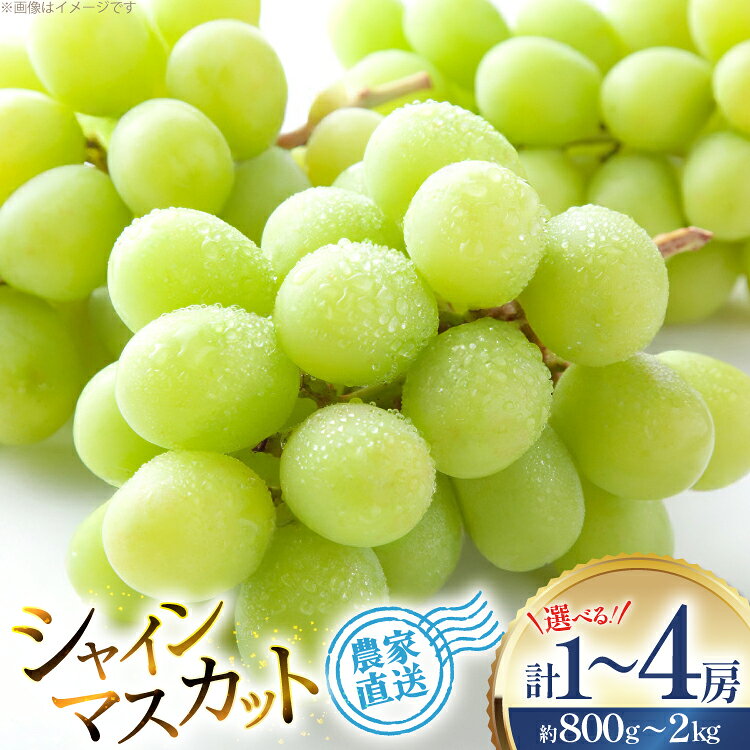 【ふるさと納税】【期間限定発送】山形県産 シャインマスカット 選べる内容量 800g 1.5kg 2kg [tk06ays830000 山形県 高畠町 安達敏幸] 1房 2房 4房 シャイン マスカット フルーツ 果物 くだもの ぶどう ブドウ 葡萄 1.5キロ 2キロ