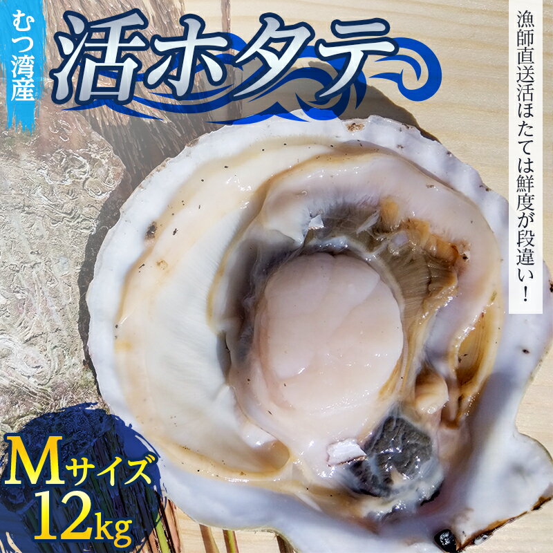 【ふるさと納税】 むつ湾で獲れた活ホタテ Mサイズ 約12.0kg【活ほたて本舗】 ホタテ ほたて 帆立 活ホタテ 生ほたて 生ホタテ 刺身 殻付き 海鮮 新鮮 貝 貝柱 魚介 青森 青森県 東北 むつ湾 陸奥湾 海鮮 BBQ バーベキュー キャンプ 12kg F21J-081