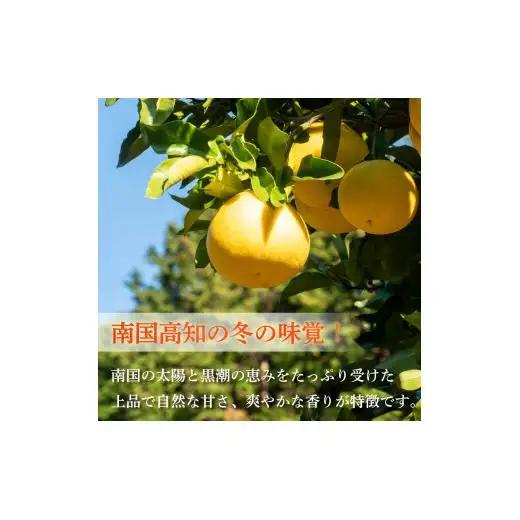 【早期予約開始 2027年2月頃より順次発送】  文旦 土佐文旦 10kg L サイズ 優品 贈答 果物 フルーツ 文旦 ぶんたん ブンタン 浦ノ内 みかん 蜜柑 柑橘 分担 旬 時期 数量限定 期間