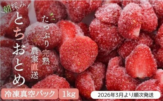 
            【訳あり/2026年3月より発送】完熟朝摘みとれたての冷凍いちご とちおとめ 約1kg ／ 農家直送 とちおとめ いちご 苺 イチゴ 完熟 冷凍 真空パック 果物 フルーツ 予約 先行予約 訳あり 訳アリ 茨城県 茨城 利根町  1kg
          