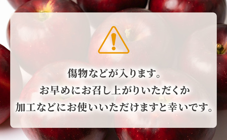 紅玉訳アリ12kg りんご 長野市産 フルーツ