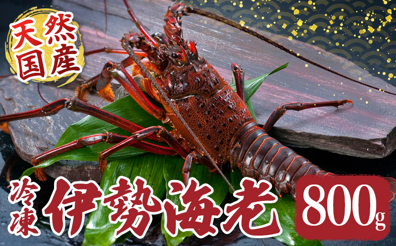 冷凍 伊勢海老 約800g 伊勢えび 産地直送 天然 国産 海鮮 新鮮 刺し身 味噌汁 焼き物 ギフト 贈答 えび 海老 ebi いせえび 高級食材 お中元 三重県 南伊勢 伊勢 志摩