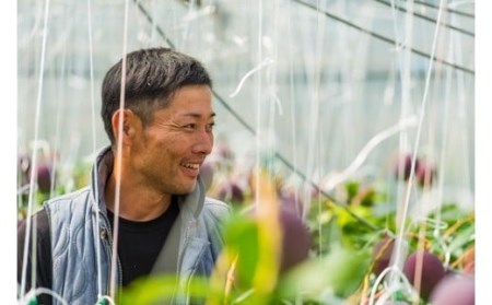  【生産者直送】濃厚完熟!まっちゃんマンゴー（大きめ4L×2玉）【2026年5月中旬頃から6月初旬発送】 C-36