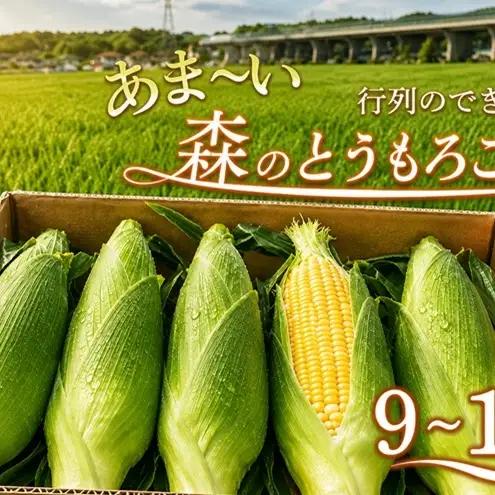 とうもろこし 甘々娘 9～11本 森町 とうもろこし